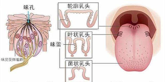 形容很辣又美味的成语，形容很辣又美味的成语有哪些（趣谈成语学科学<33>）