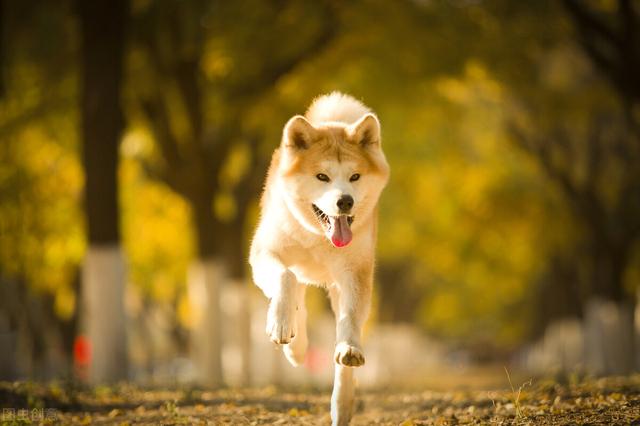 秋田犬一般多少钱，秋田犬一般多少钱一条（秋田犬价格高的6个原因）