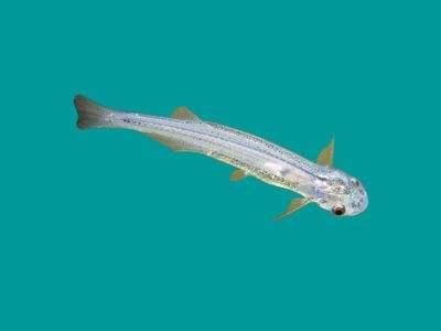 毒蛇鱼是什么鱼，世界上最漂亮的鲨鱼（世界十大毒鱼，食人鱼只是中等）