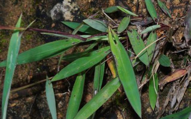 茨菰读音介绍，茨菰怎么读（中药材茨菇草）