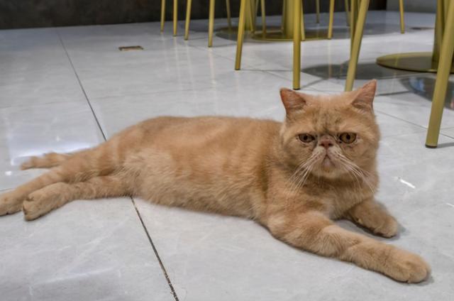 褴褛猫是什么猫，褴褛猫是什么品种（这6种粘人的猫咪，甩都甩不掉）