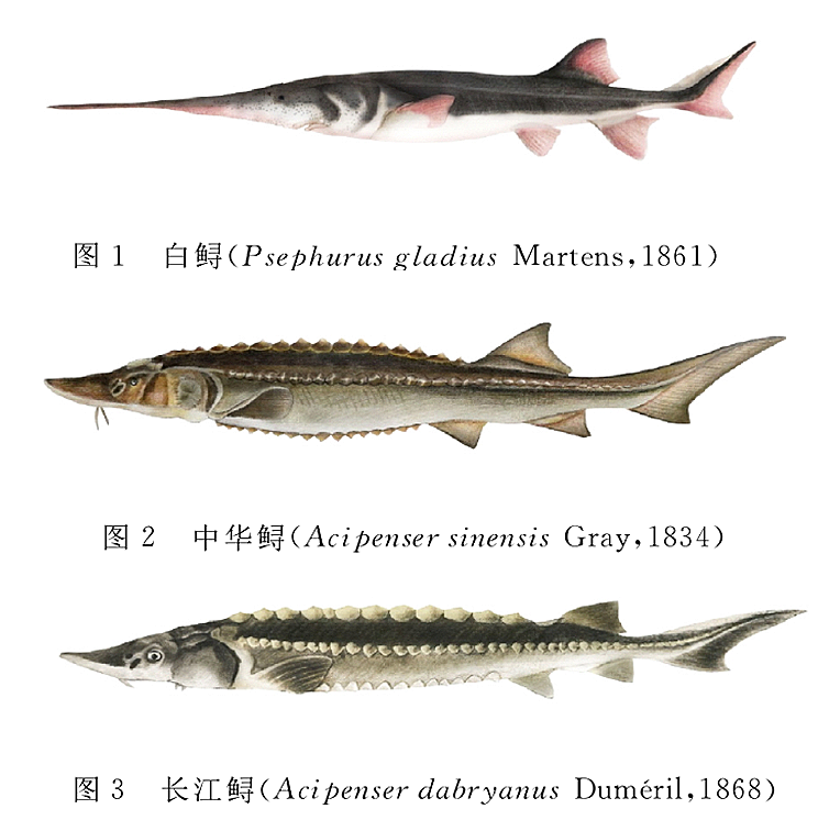 中华鲟珍贵影像曝光，白鲟已灭绝令人惋惜，呼吁加强长江生态保护与物种拯救行动。