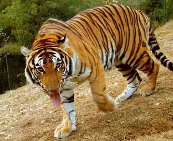 哺乳动物有哪些，世界上哺乳类动物有哪些（哺乳类动物和图片）