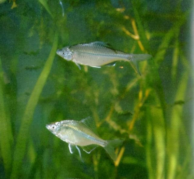 淡水观赏鱼种类，淡水观赏鱼的种类大全！（中国淡水观赏鱼图集<一>）