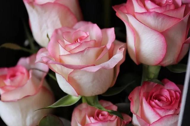 各种玫瑰花的含义，各色的玫瑰花有什么含意（一篇文章认全花店必备80种玫瑰花）