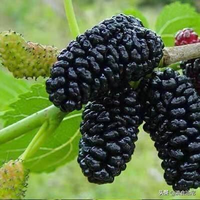 马桑泡酒的功效与作用，马桑酒的功效和作用（平价的高级保健品）