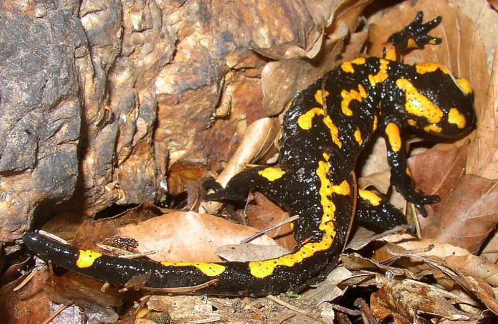 北京海关截获境外火蝾螈,哪里来的?