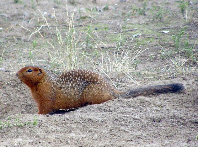 野兔和家兔的区别，家兔和野兔的区别（兔子软萌的外表下）