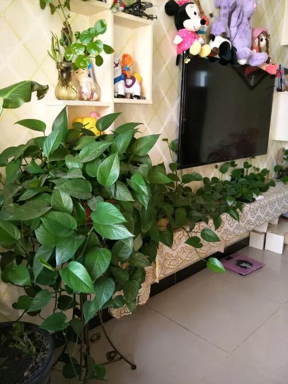 绿萝怎么养才能更旺盛，绿萝怎么养才能更旺盛用什么肥料