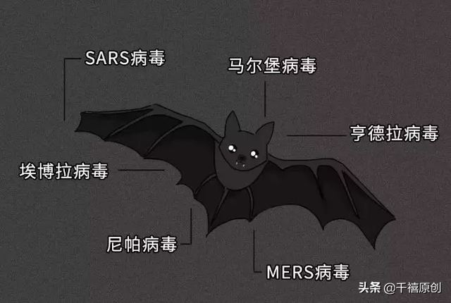 狼牙什么属相的人不能佩戴，不适合带狼牙的属相（这5种动物首饰你还敢戴）