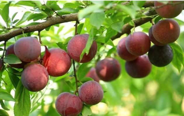 红李子的功效与作用，红心李子的功效与作用（李子的功效与作用）