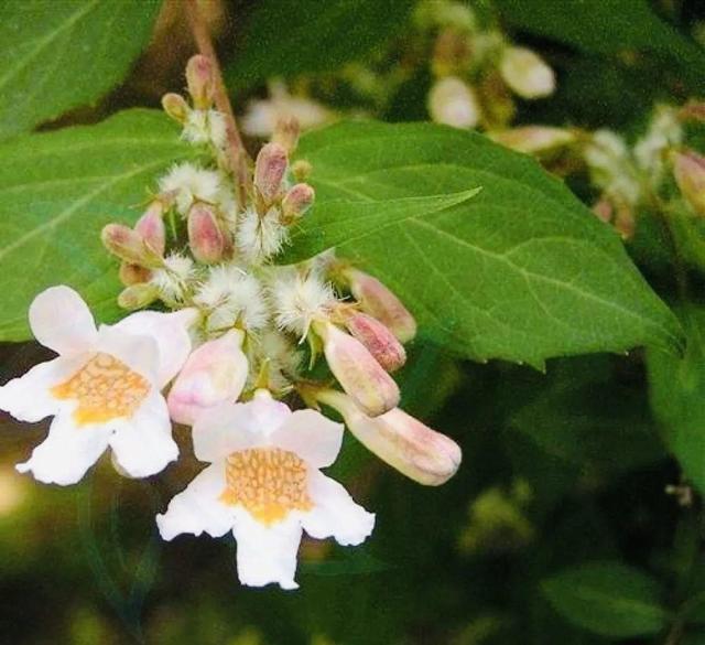 金鱼草怎么养，1种花长得像金鱼（金鱼草怎么养殖维护啊）