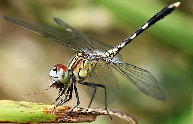 蜻蜓的特点是什么，蜻蜓的特点是什么技能（蜻蜓的特点是什么）