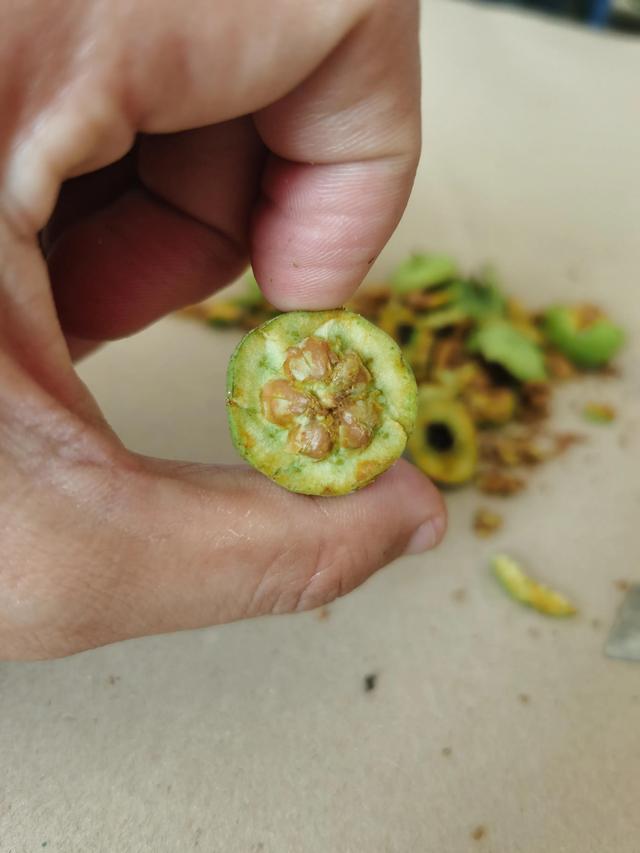 山楂核手串怎么清理果肉，山楂核什么时候采摘不分瓣（<五福籽菩提>手串制作过程）