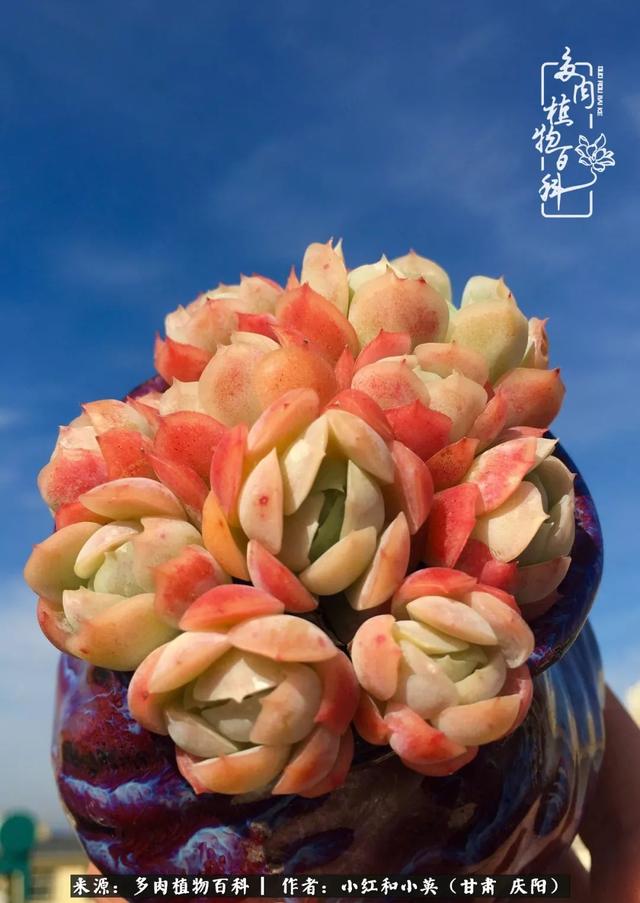 姐妹情深的句子，姐妹情深的句子简短（赏娇媚多肉，忆姐妹情深）