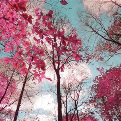 意境系列头像/2021系列头像微信，意境系列头像/2021系列头像（意境微信最吉利的图片好看头像）