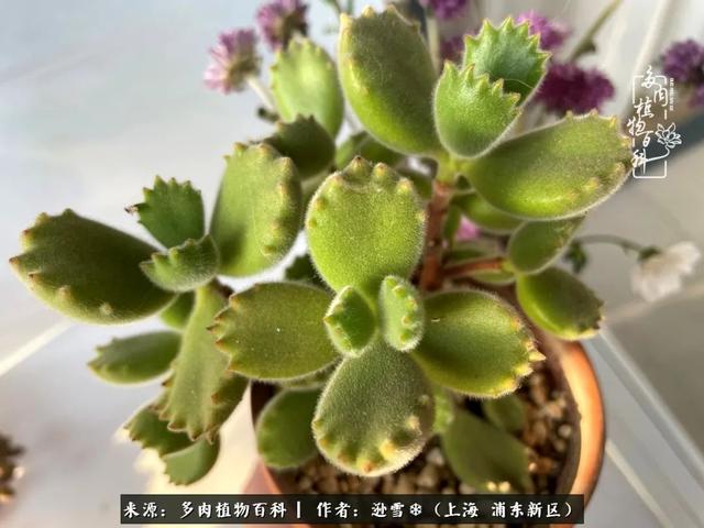 多肉植物图片，感恩相遇，余生相互关照（若绿多肉植物图片）
