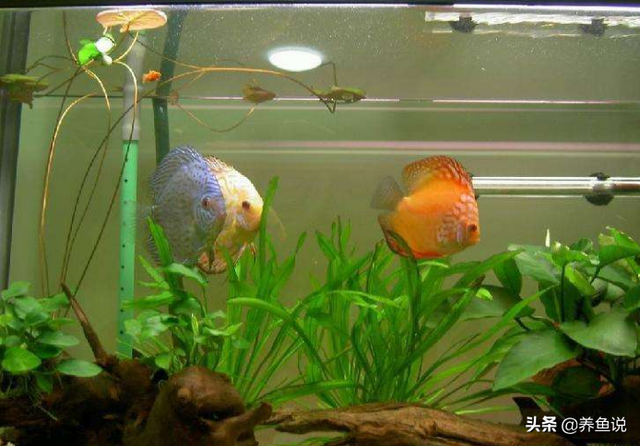 如何清洗家里的大型鱼缸并换水，如何清洗家里的大型鱼缸并换水缸（鱼缸长期不换水对观赏鱼危害大）