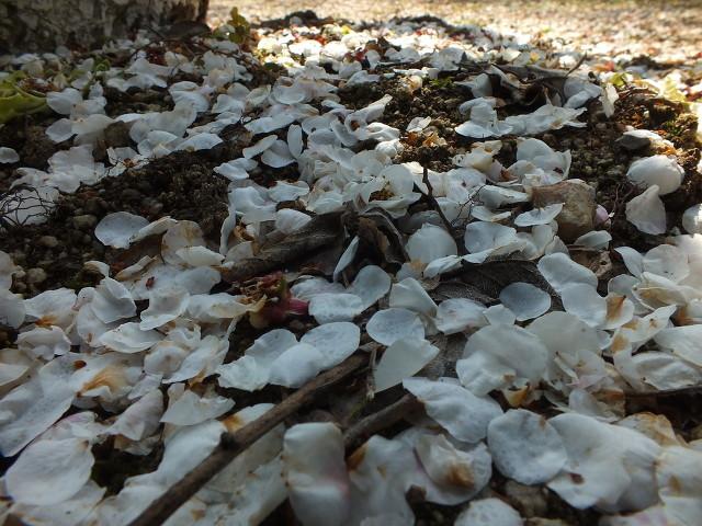 己亥杂诗，己亥杂诗其五翻译（龚自珍～《己亥杂诗》赏析）