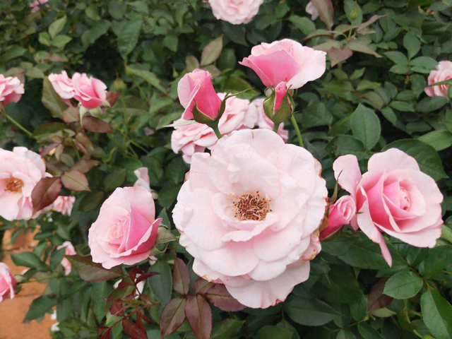 花城是哪个城市，不夜城是哪个城市（中国超美的两大花城）