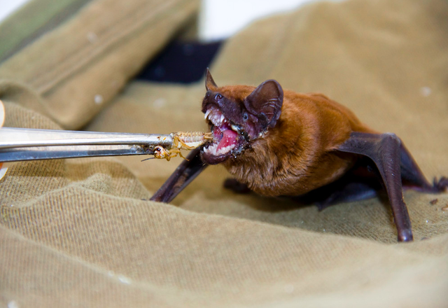 为什么蝙蝠叫盐老鼠，蝙蝠和盐老鼠是不是一个品类（老人说是“盐老鼠”）