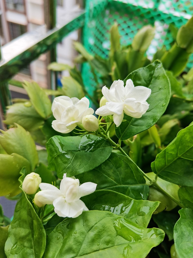茉莉花的养殖方法和注意事项，茉莉花的养殖方法和注意事项是什么（养茉莉也要用心）