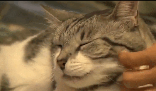 千万别和养猫的男生谈恋爱
