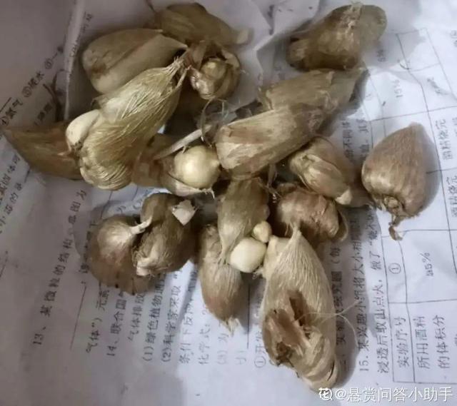 香草兰花怎么养，香兰草怎么种植（屋里养盆“香水花”）