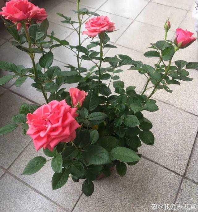 千万不要把百合花放在卧室，百合花摆放禁忌（卧室不能养的花）