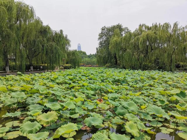 夏雨荷大明湖畔在哪里，大明湖畔的夏雨荷在哪个城市（快来跟“夏雨荷”见个面）