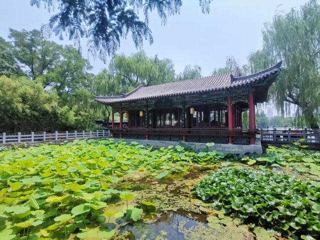 夏雨荷大明湖畔在哪里，大明湖畔的夏雨荷在哪个城市（快来跟“夏雨荷”见个面）
