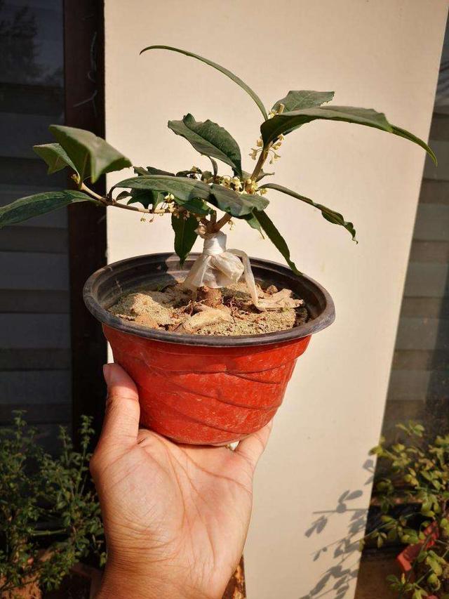 桂花不开花是什么原因造成的，桂花树不开花是什么原因（不知道原因的看这里）