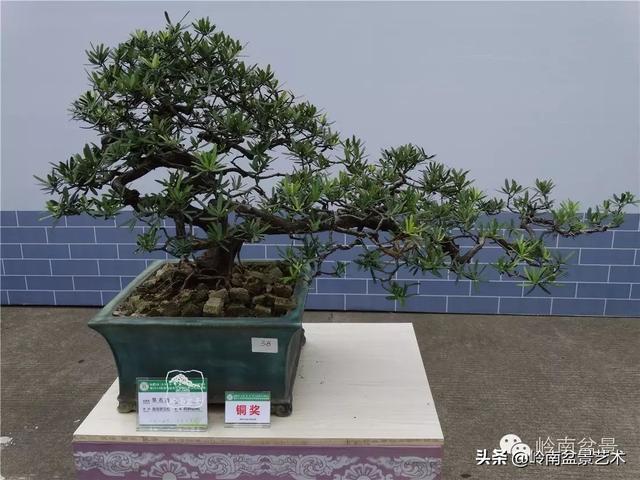 台湾罗汉松，飘逸优雅的海岛罗汉松盆景（台湾罗汉松的养殖方法和注意事项）