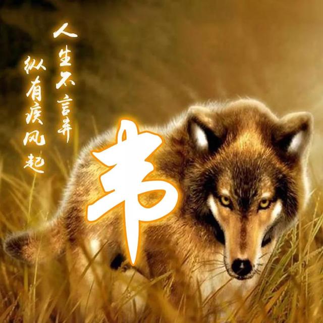 狼图片头像 凶猛 霸气 冷酷，100张姓氏霸气狼头像（100张“血性狼”姓氏头像、送给在困境中坚持梦想的你）