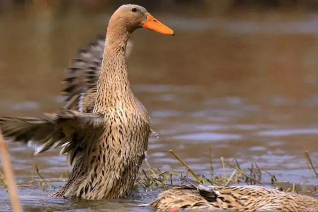 达州美食，达州美食吃货推荐（在达州这些地方究竟藏着多少非遗美食）