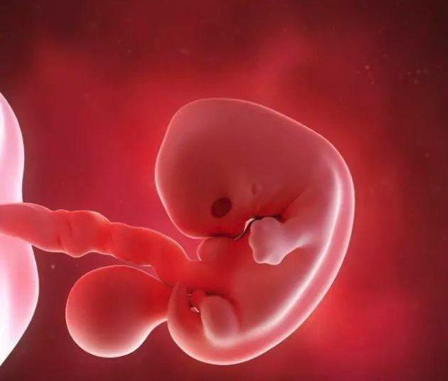 胎儿第七周发育图图片