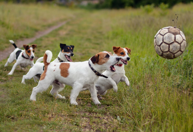 养狗的好处和坏处，养狗的坏处（养狗的坏处英语）