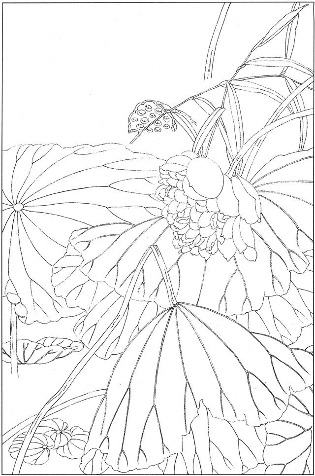 工笔荷花白描，高清工笔荷花白描 110幅