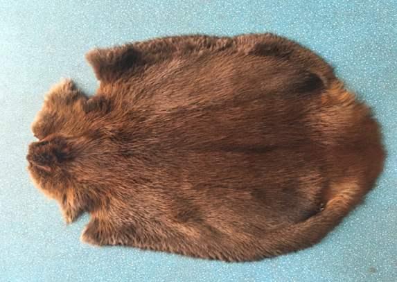 海狸是哪个国家的国宝，海狸是哪个国家的国宝的寿命（在加拿大寻找身价过亿美元的动物）