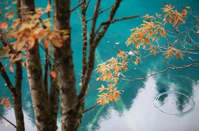 九寨沟在哪个市，九寨沟在哪里个城市（刚刚，九寨沟全域，重新开放）