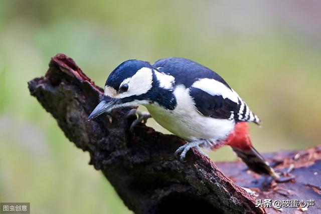 动物医生除了啄木鸟还有哪些，除了啄木鸟是医生还有其他吗（一种值得人类学习的鸟儿——啄木鸟）