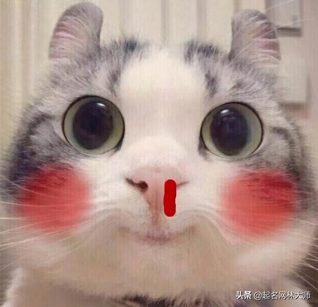 好听的黑猫名字，宠物猫咪名称大全