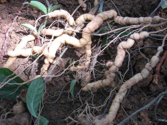 巴戟天的功效，巴戟天泡水喝的正确方法（中药材巴戟天）