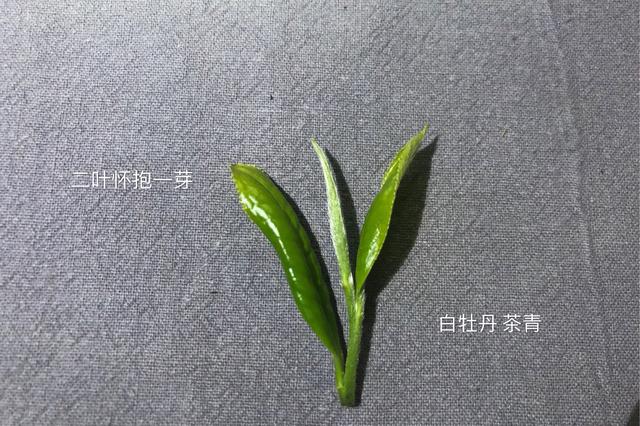 白茶有几个品种，白茶有哪些品种（白茶分几大品种）