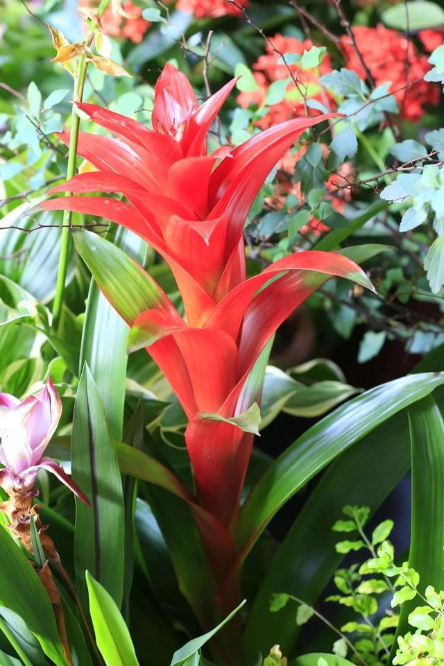 水塔花，养得好长什么样（水塔花怎么养）