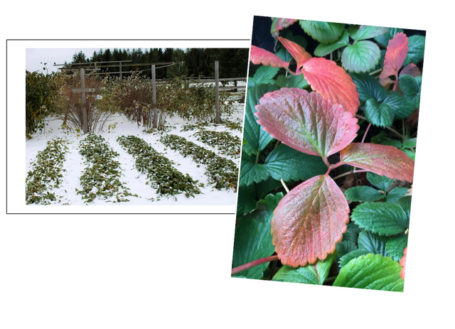 草莓品种介绍，适合南方种植的草莓品种（易养易爆盆）