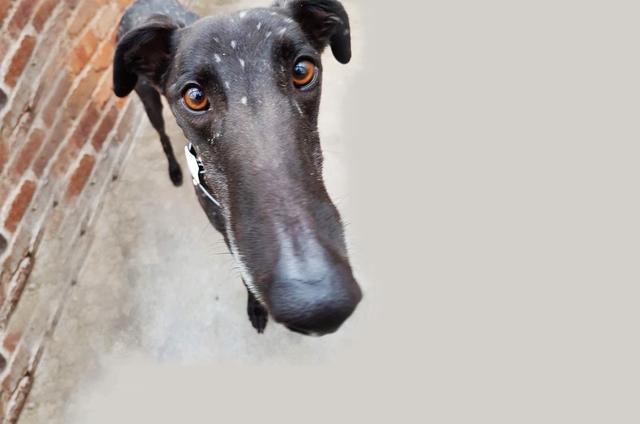 灵提犬（灵缇犬吧），灵缇犬原本受英法贵族喜爱（灵缇犬什么样）