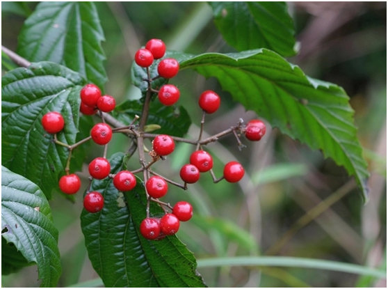 湖南有哪些特色水果，湖南人最全山里野果子