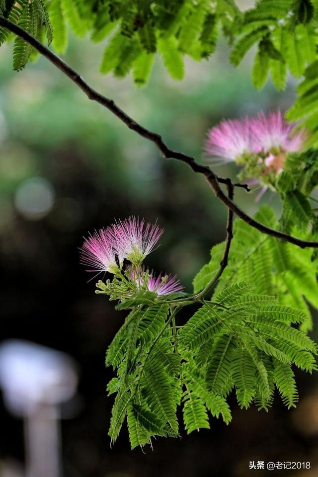 舞勺之年,知非之年,从心之年,鲐背之年,期颐之年，舞勺之年（中国古代年岁的别称<转>）