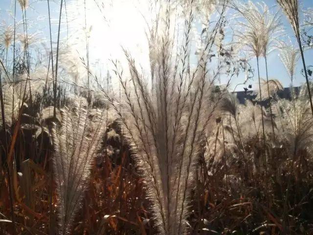 荻花的花语，荻花的花语是什么（草木人间*诗意荻花）